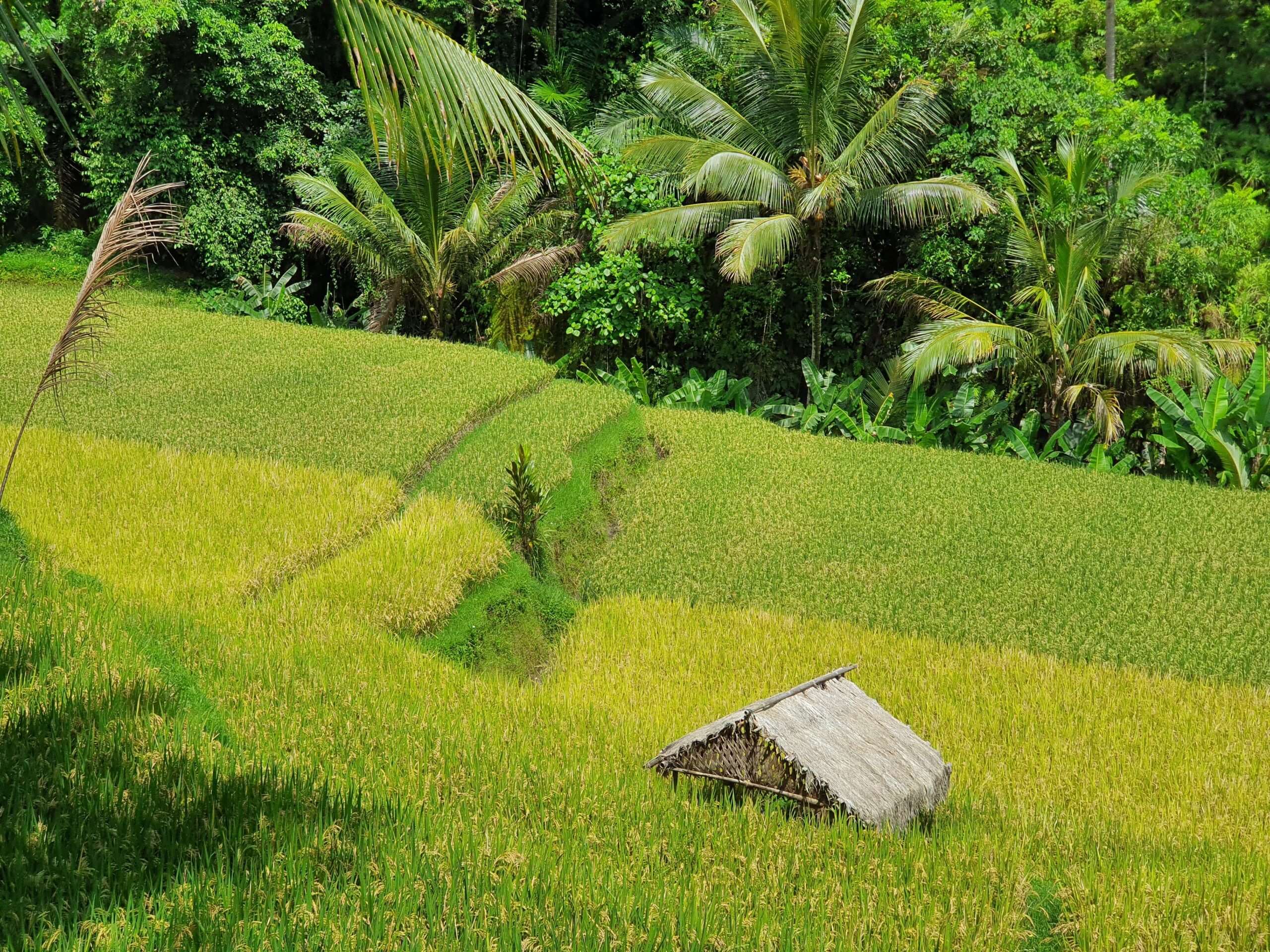 Rice paddies in Bali